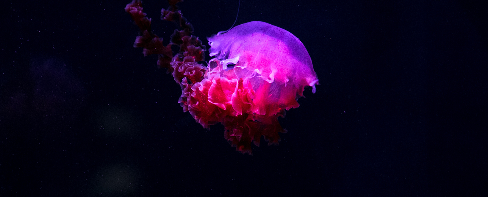 matt-alaniz-235880-unsplash